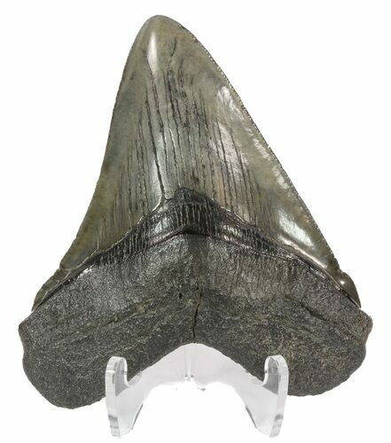 Fossil Megalodon Tooth - South Carolina #51117